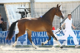 Demetra Aremac - Allevamento Aremac    